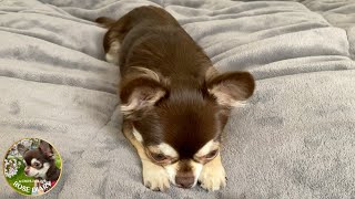 The Lazy Chihuahua [upl. by Einnus]