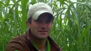 Amazing Cover Crop Field of Millborns Premium Grazing Mix  Part 1 [upl. by Hailey471]