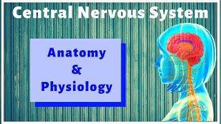 ANATOMY AND PHYSIOLOGY OF CENTRAL NERVOUS SYSTEM  GPAT2020  PHARMACIST EXAM  RAILWAY PHARMACIST [upl. by Mcleroy29]