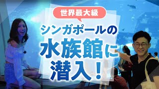 東南アジア最大級！シンガポールの水族館「シーアクアリウム」の現地レポート！【SEA Aquarium】 [upl. by Ciccia206]