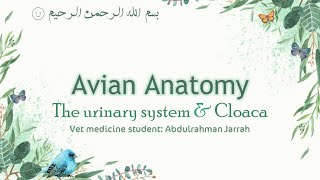 الفرقة الأولى Avian Anatomy  Vet Medicine  The urinary system amp Cloaca  1st Term [upl. by Tioneb]