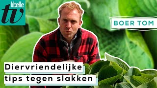 Slakken op een natuurlijke manier bestrijden  Boer Tom [upl. by Leake131]