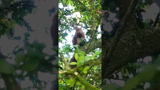 Red Squirrel eating  Closeup [upl. by Crysta]