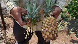 Como Reproducir Piña en CASA 🍍 Evita estos errores enraizar corona de piña [upl. by Atiuqehc]