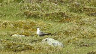 Longtailed skua in Stekenjokk [upl. by Griswold]