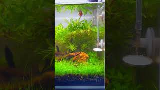 High Tech Nano Planted Fish Tank plantedtanksforever aquarium fishtank aquariumplants aquascape [upl. by Onailerua]