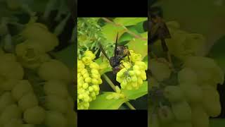 Frelon asiatique sur Mahonia [upl. by Abrahams]