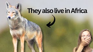 10 Wild Animals you never knew live in AFRICA [upl. by Fredenburg373]