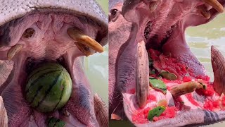 Hippos devour whole watermelons in one bite [upl. by Gschu]