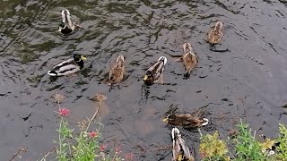 Tuesday at the duck pond 🦆 🦆  They are hungry 🍞 [upl. by Nnyleve]