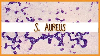 Staphylococcus Aureus [upl. by Noemis765]