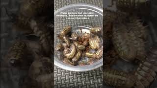 Armadillidium vulgare ‘Nightgold’ Isopod Project [upl. by Wsan]