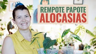 👩‍🌾 Rempote  Papote 🪴  Bébés Alocasias en Pon ❤️ [upl. by Ajram]