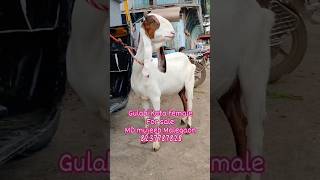 Super quality Bakri for sale hai [upl. by Adnilym]