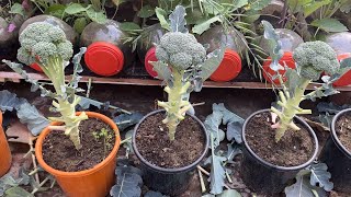 Simple and Effective Way To Grow Broccoli in Plastic Containers  Grow Broccoli At Home From Seeds [upl. by Oinigih]