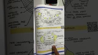 Neuroanatomy anatomy in 7 day By Johari MBBS mbbs anatomy [upl. by Alliber]