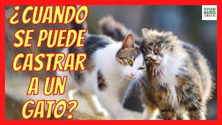 🐱 ¿CUANDO SE PUEDE CASTRAR A UN GATO MACHO Y HEMBRA 🐱 [upl. by Gordon453]