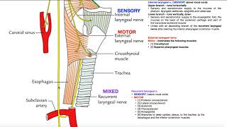 Cranial Nerve X  Vagus Nerve Part 2a  Structure amp Functions of UQ amp Thoracic Branches [upl. by Hunger135]