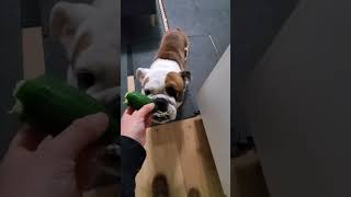 Cucumber try dog doglover shorts puppy australia english bulldog cute funny [upl. by Anahs]