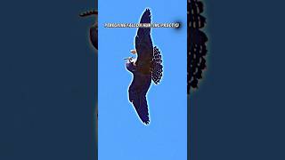 Peregrine Falcon hunting pigeons animals trending wildlife birds peregrinefalcon falconshorts [upl. by Eilloh652]