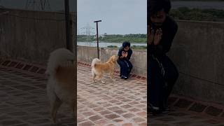 She can sense everything easily 😂goldenritriever puppies petlover [upl. by Alil113]