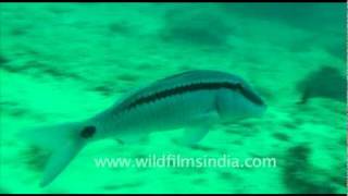 Goat Fish in Andaman [upl. by Rawdon]