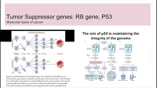 Tumor suppressor genes RB gene and p53 [upl. by Ainnos925]