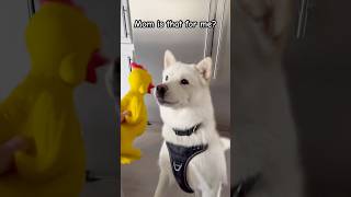 Dogs HILARIOUS Reaction to Chicken Toy dog huskies brucethehusky [upl. by Bird]