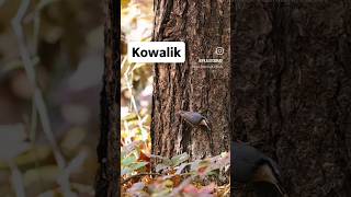 Kowalik nature las nuthatch birds kowalik birdwatching forest [upl. by Cleodel]