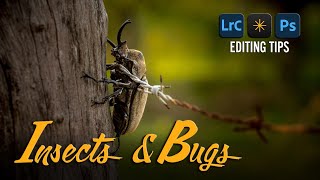 Learn How to Edit INSECT Images  LIVE Photo Editing [upl. by Lydie382]