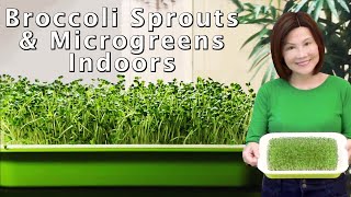 Growing Broccoli Sprouts and Microgreens  Hydroponic amp No Soil Needed 室内西兰花芽苗 [upl. by Joshuah]