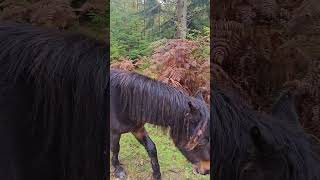 Friendly Wild Horse in the New Forest comes over to Say Hello  Relaxing Nature Sounds horses [upl. by Mandle965]