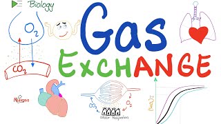 Gas Exchange and The OxygenDissociation Curve 🫁  Respiratory System [upl. by Akemhs]