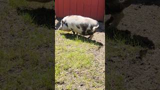 nice pot belly pig pig pigs animal animals toronto trending viral shortsviral vlog [upl. by Eastman]