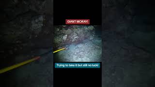 Giant Moray Eel ytviral fishing yt ytviral ytshorts ytshort ytstudio ytshortsindia [upl. by Malloy827]