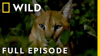 African Savanna The Fight for Survival Full Episode  Dead by Dawn [upl. by Wilmer490]