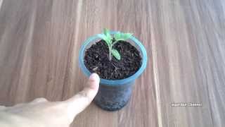 Menanam Biji Tomat Marglobe di Pot  Polybag  Update 2 [upl. by Avon105]