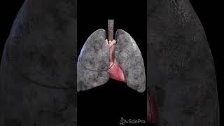 Stop smoking Anatomy of a smoker´s lung anatomy meded 3danimation [upl. by Ravo150]