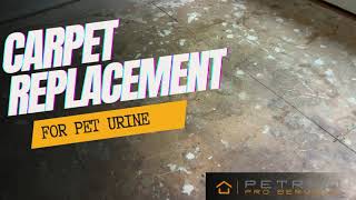 Odor Treatment ONLY ONE OPTION Carpet Replacement carpetcleaningservice odorcontrol odorremoval [upl. by Papst]