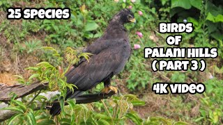 Birds of Palani hills  Part 3  4K [upl. by Narej]