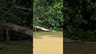 Terrapin on a log  Sankey canal [upl. by Beaudoin]