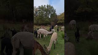 Alpacas de Gredos Young Happy Alpacas shorts happyanimals alpacas [upl. by Skinner]