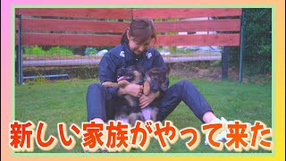 訓練士 松尾晴美 新しい家族が来ました！『シェパード仔犬達』 ～西九州警察犬訓練所～ [upl. by Doownyl812]