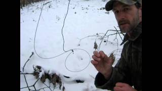 HOW TO SNARE COYOTES IN BIG WOODS [upl. by Britta]