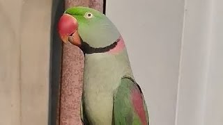 Beautiful Alexandrine Parakeet Parrot [upl. by Elicia]