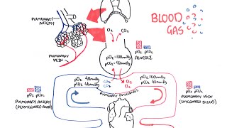 Blood Gases O2 CO2 and ABG [upl. by Assirual]