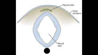 EMBRYOLOGY VI Neurulation Lets Make the Neural Tube amp Neural Crest Cells [upl. by Nerin]