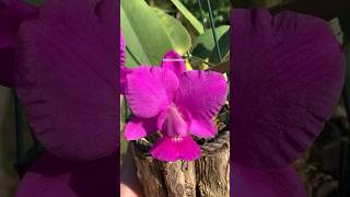 Cattleya walkeriana linda “LÓRI LÓRI” [upl. by Asselem]