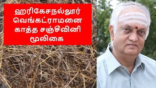 Astrologer Harikesanallur Venkatraman was Saved by the Sanjeevini Herb [upl. by Leiad]