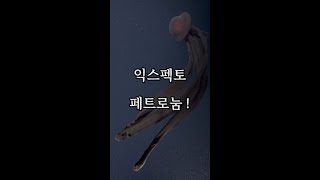 자포동물  01 스티기오 메두사 기간티아 Stygiomedusa gigantea [upl. by Trow71]